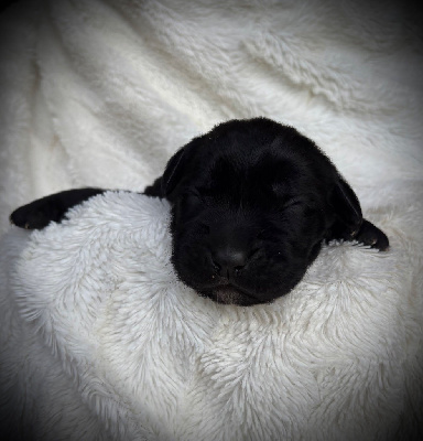 CHIOT