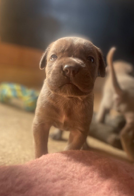 CHIOT