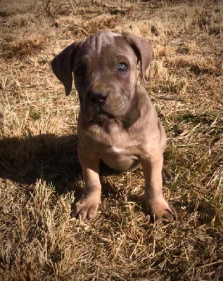 CHIOT 7
