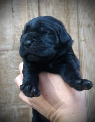 CHIOT