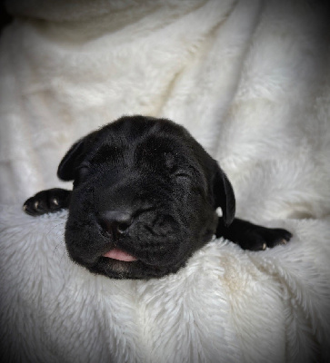 CHIOT