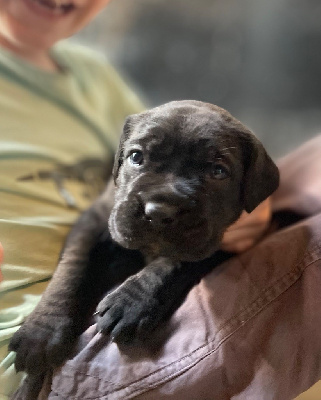 CHIOT