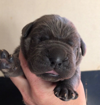 CHIOT 8