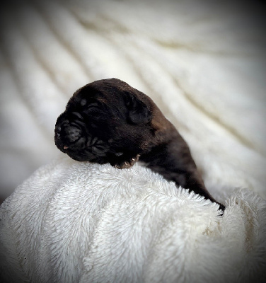 CHIOT