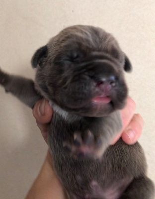 CHIOT 5