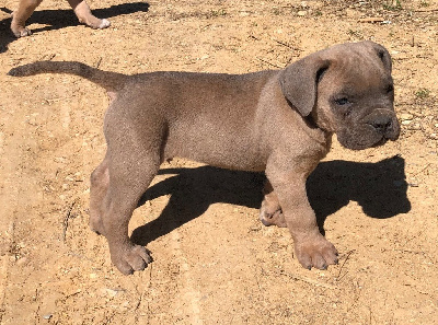 CHIOT