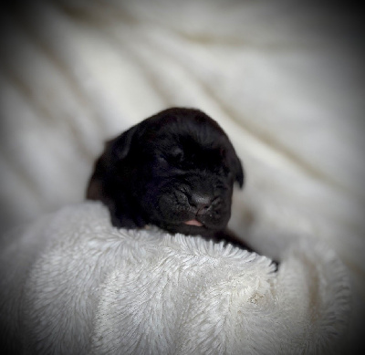 CHIOT