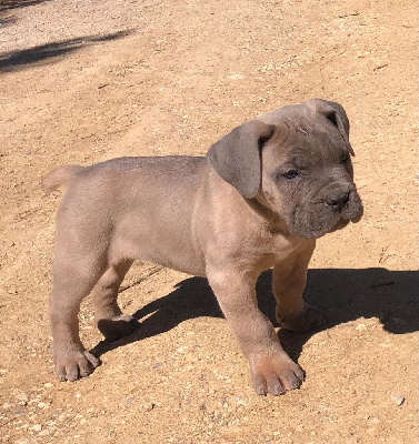 CHIOT