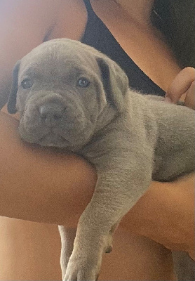 CHIOT