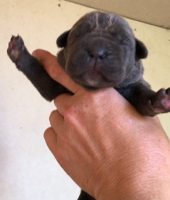CHIOT