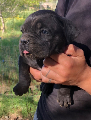 CHIOT