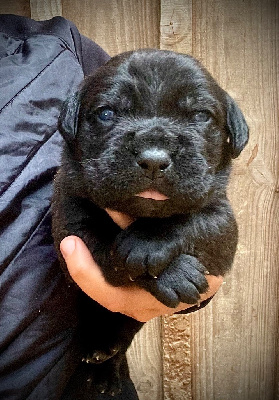 CHIOT