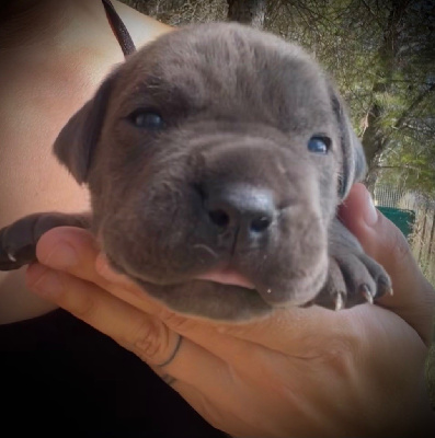 CHIOT