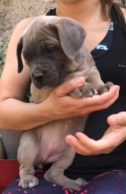 CHIOT 9