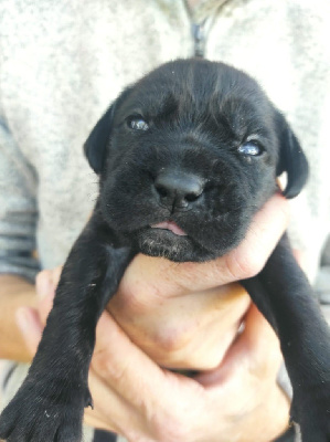 CHIOT