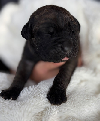 CHIOT