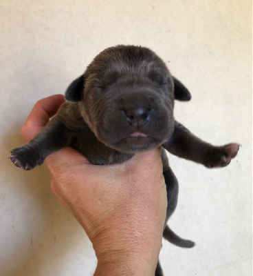 CHIOT