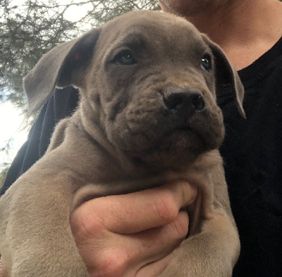 CHIOT 4