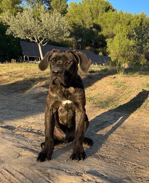 Du Mas Des Origines - Cane Corso - Portée née le 15/07/2023