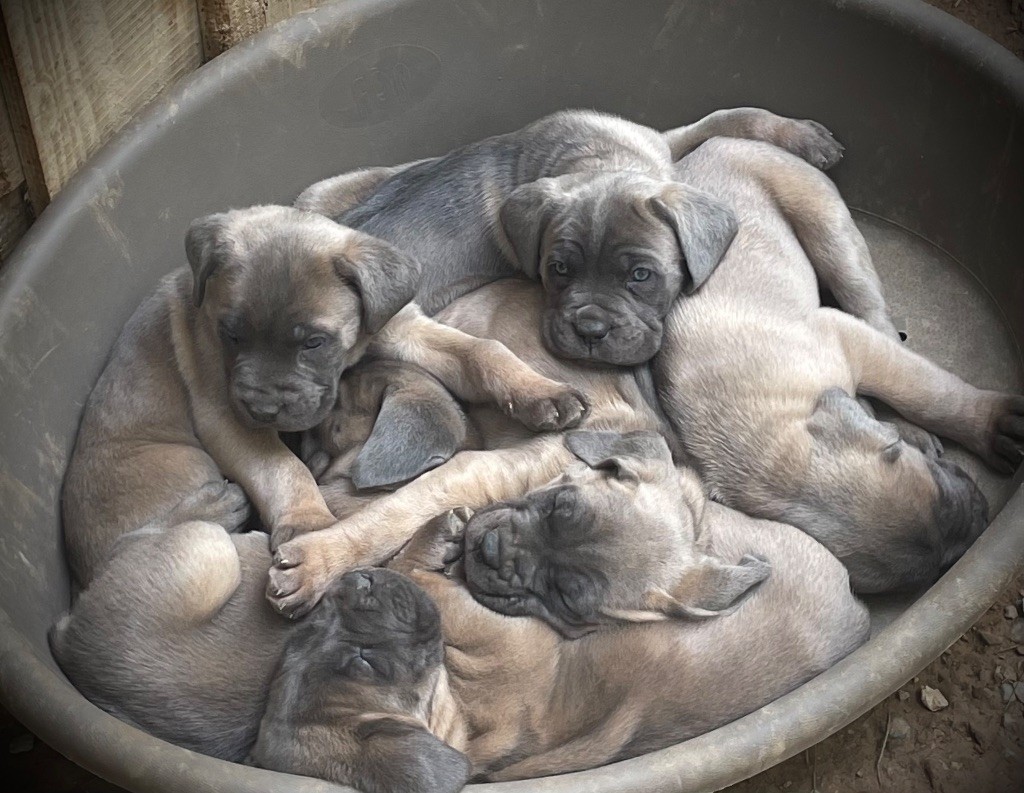 Du Mas Des Origines - Cane Corso - Portée née le 17/02/2024
