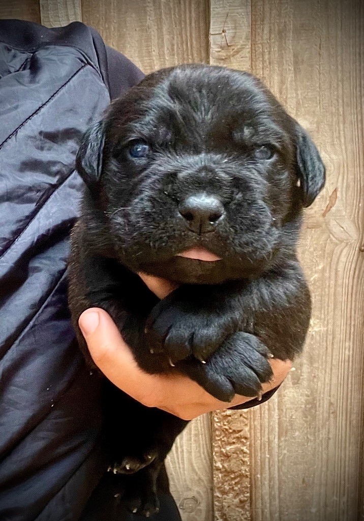 Du Mas Des Origines - Chiots disponibles - Cane Corso