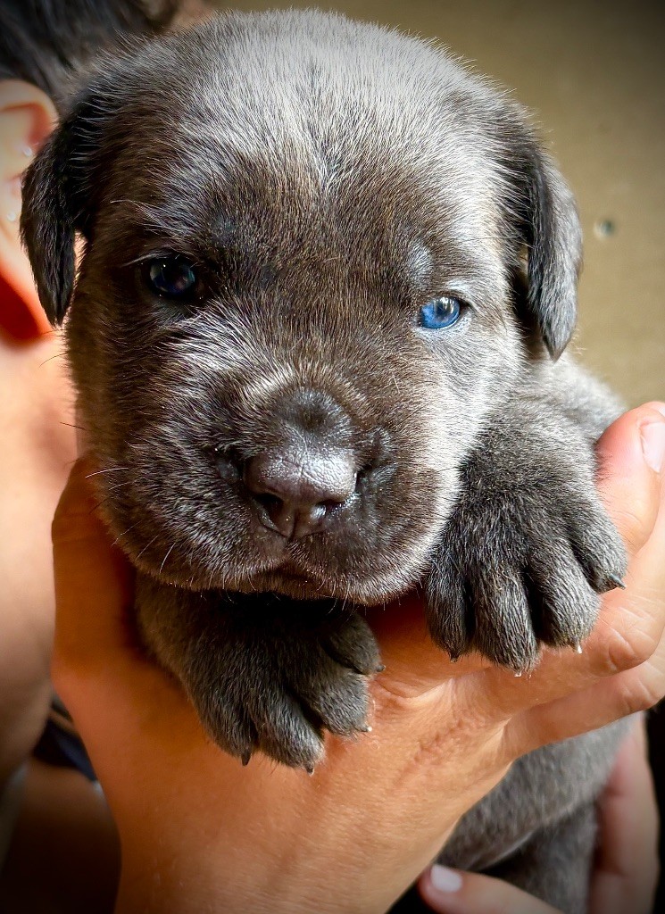 Du Mas Des Origines - Chiots disponibles - Cane Corso