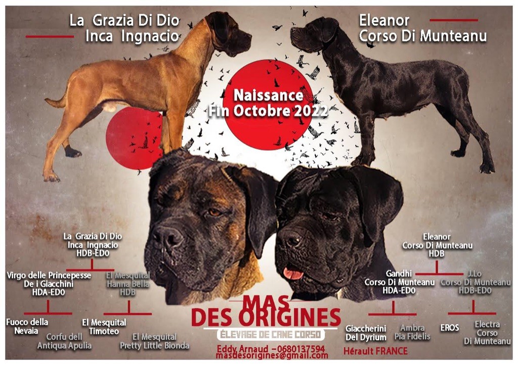 Du Mas Des Origines - Cane Corso - Portée née le 02/11/2022